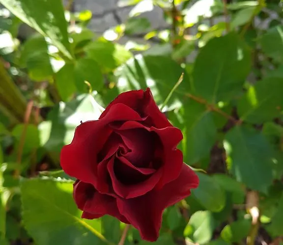 Du Golf Hotel Cabourg